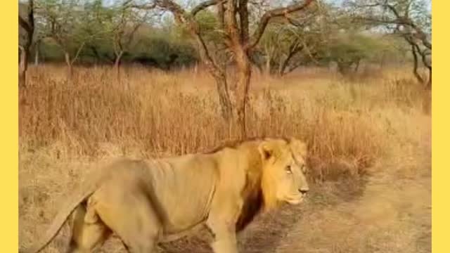 Asiatic Lion walking in his territory at GIR | King of Jungle | Save Lion