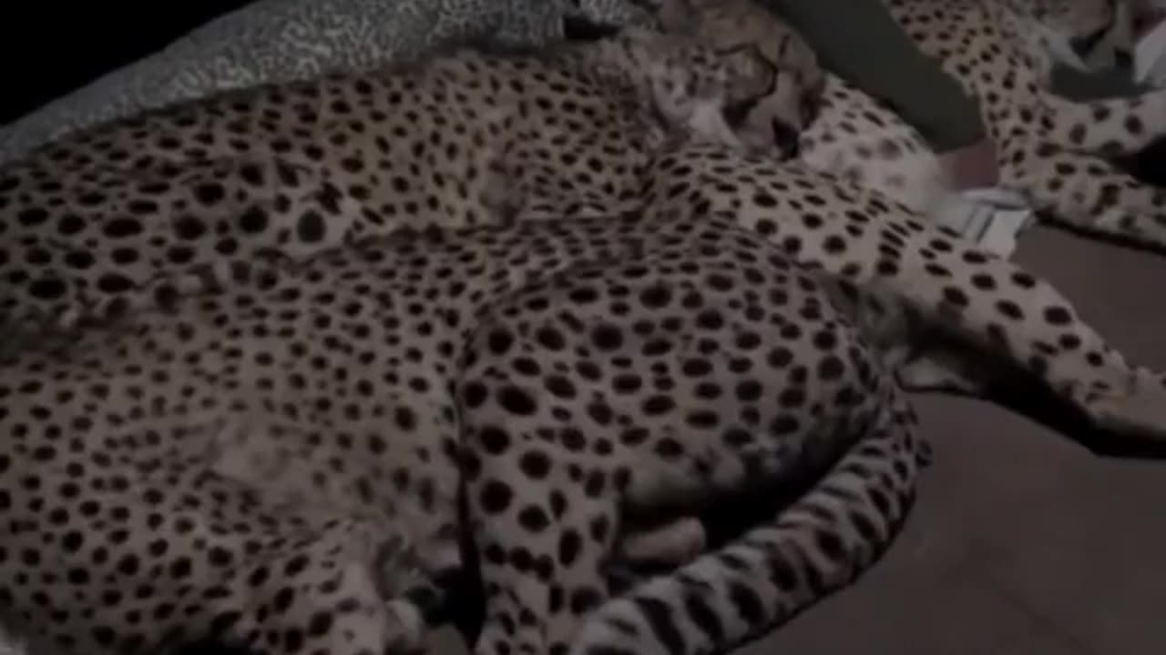 A Man Sleeping With His Leopard Friends