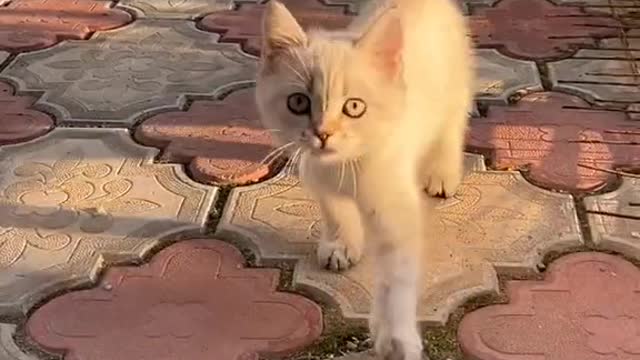 #cat #cats #fyp #tiktokcats