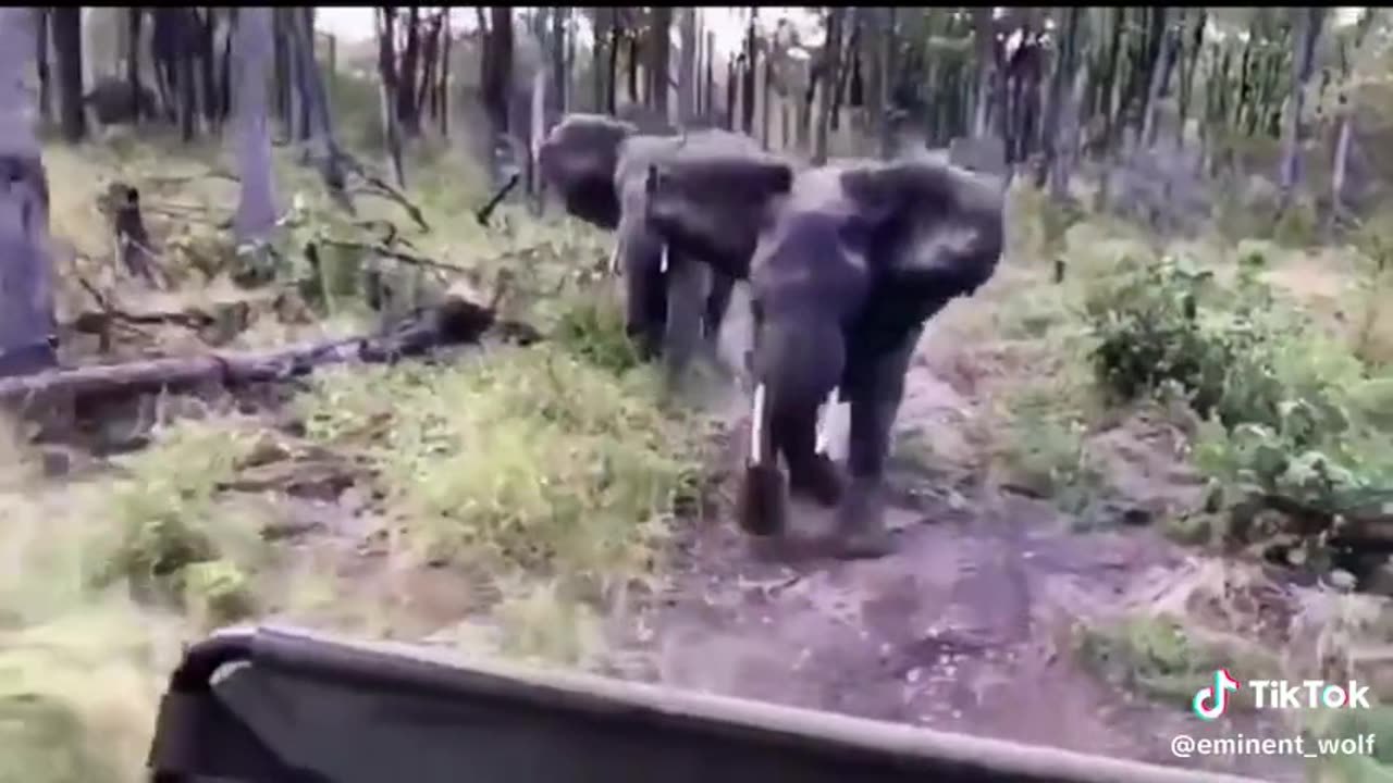 🐘🐘Angry elephants🐘🐘