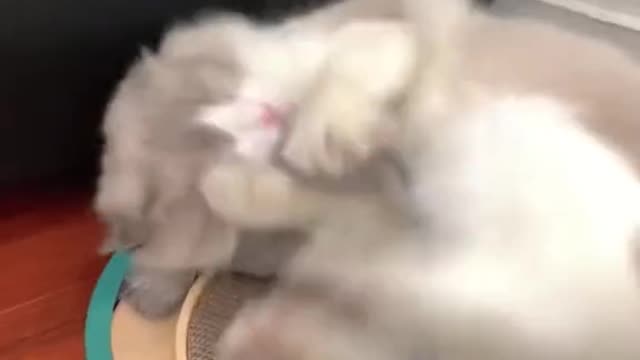 No kitten can refuse a tai