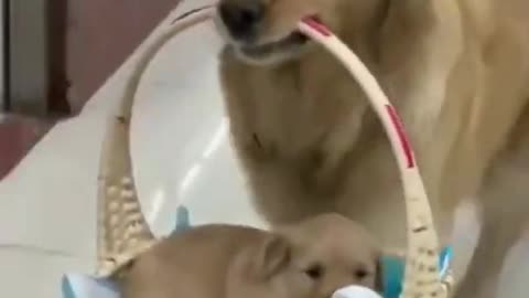 Cute dog fun in the baby