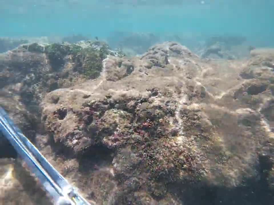 Pesca sub em Porto de Galinhas - PE Brasil.