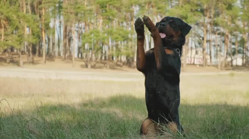 Rottweiler amazingly waving
