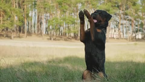 Rottweiler amazingly waving