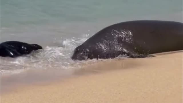 Is this poor guy stranded? See if this little guy's trying to save his mother