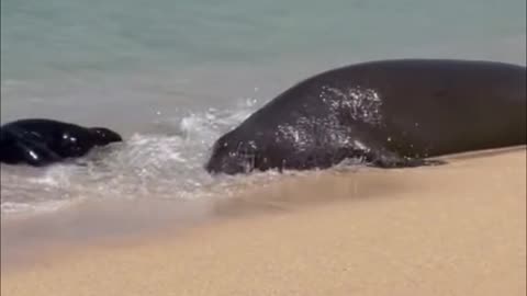 Is this poor guy stranded? See if this little guy's trying to save his mother