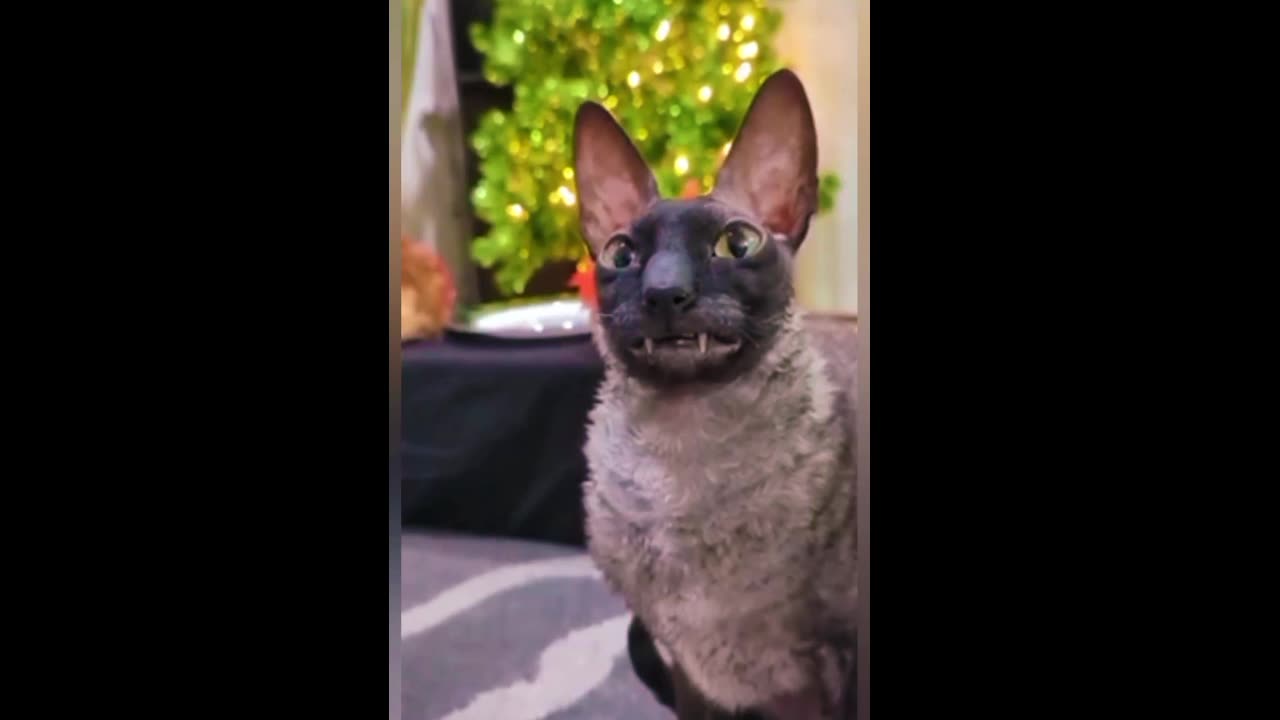 Animal Funny scenes capture in camera #viral #trending #pet #animals