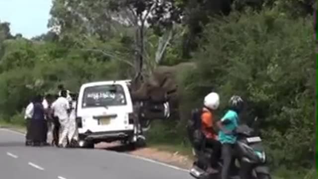 Elephant Traffic