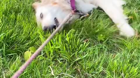 Dog who is afraid of his own shadow