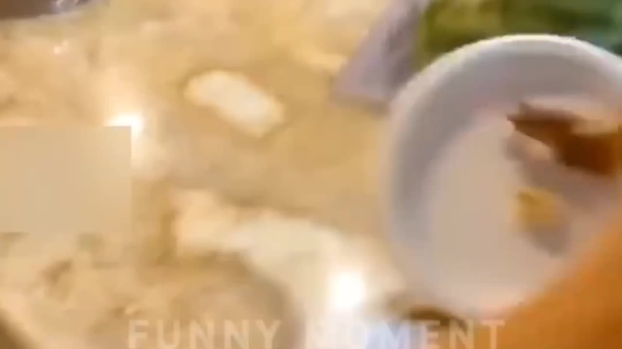 Cat & Dog funny video