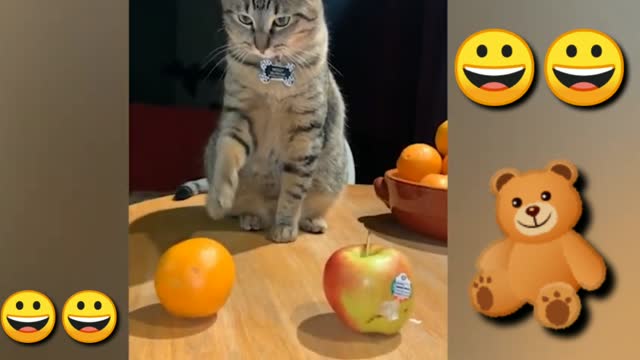 Funniest Cats 😹 Don't try to hold back Laughter 😂 Funny Cats Life