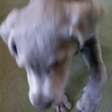 Jossie and the puppy push ups.