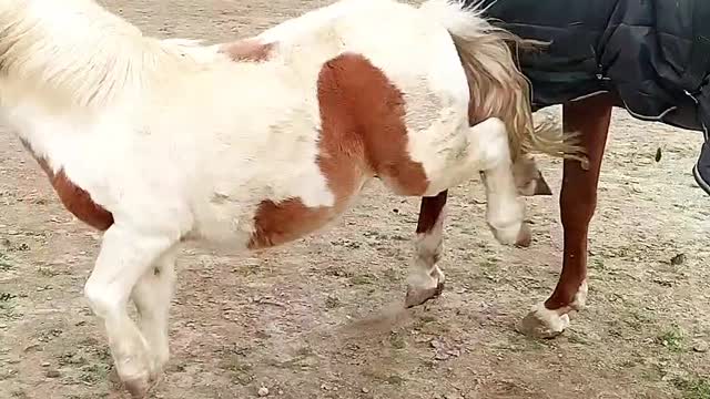 Jealous Pony Kicks Horse Over Winter Rug