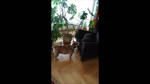 English Bulldog desperately tries to play with cat