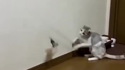 Cat having practice of capturing the pray