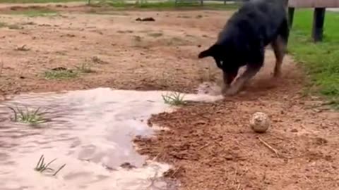 Funny dog making path for water 💦😂😂