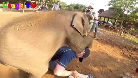 CUte Elephant - Funny Elephants Trolling Human Compilation