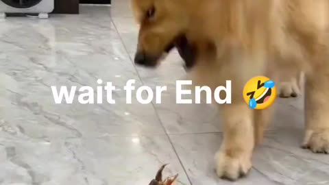 Animals funny video 🤣🤣