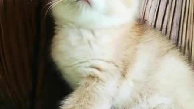 Funny Cute Cat Video