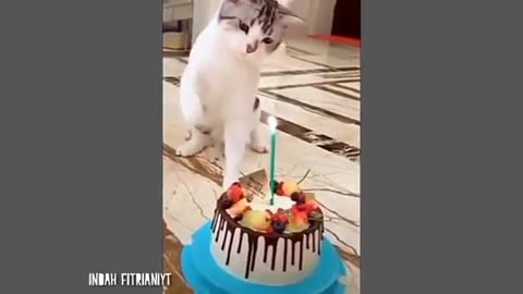 10 minute for funny cat