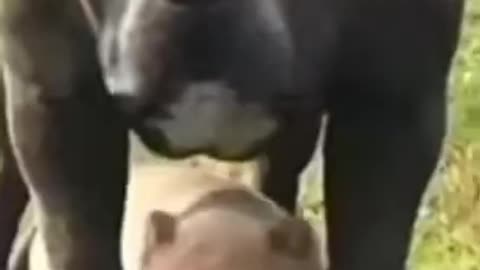Pitbull dog video