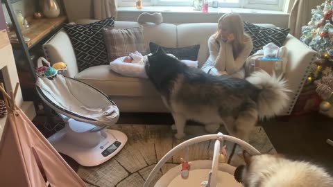 CURIOUS DOGS BONDING WITH NEWBORN BABY AND INVESTIGATING TOYS