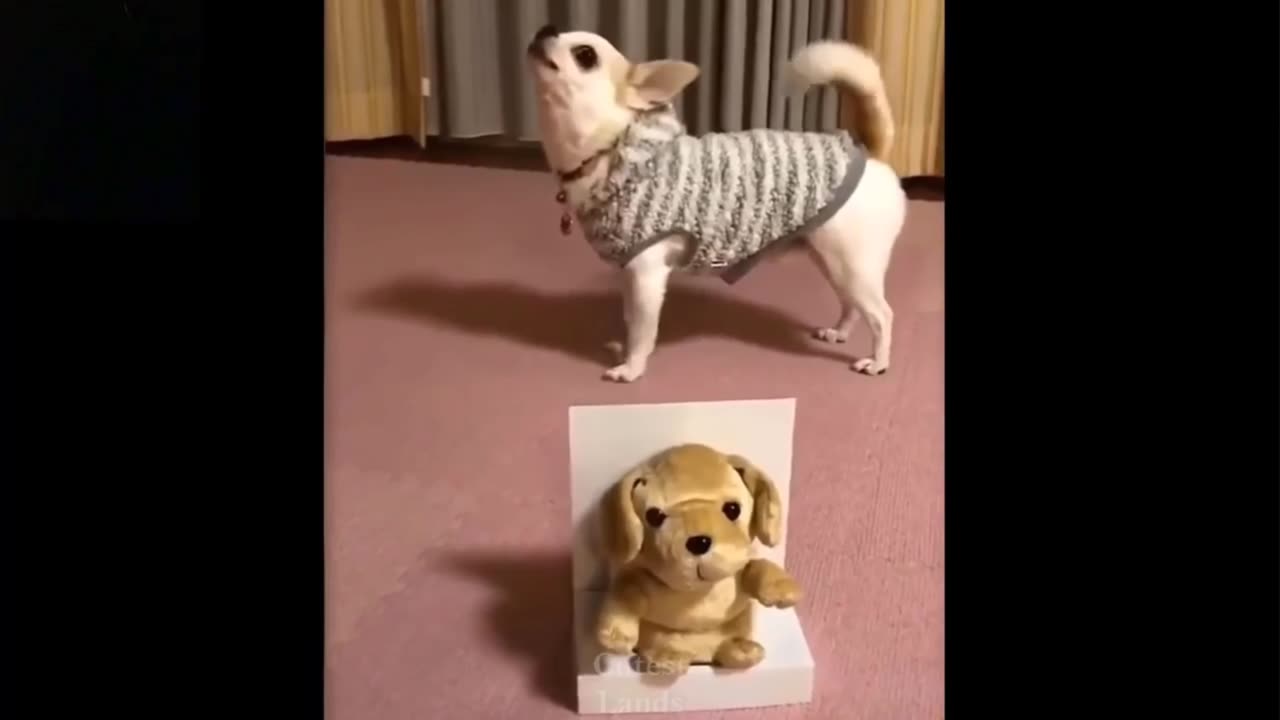 Funny animals videos 🤣 funny dogs and cat videos 2023🐕🐈🤣