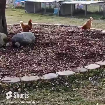 Chickens enjoying a beautiful 🌞 January winters day in Canada before the snow comes again.