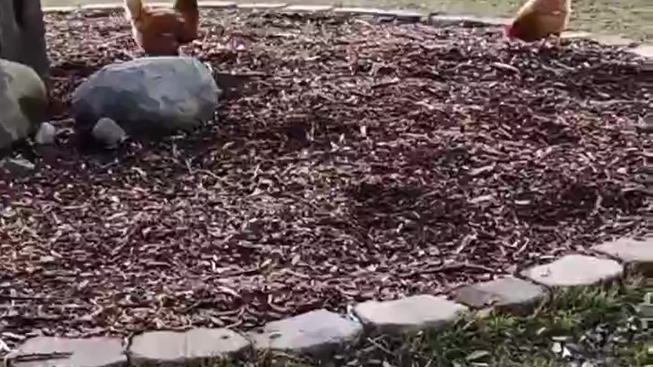 Chickens enjoying a beautiful 🌞 January winters day in Canada before the snow comes again.