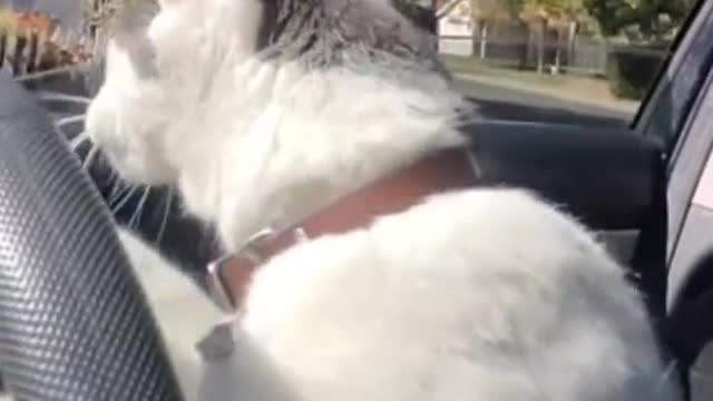 drivingcat