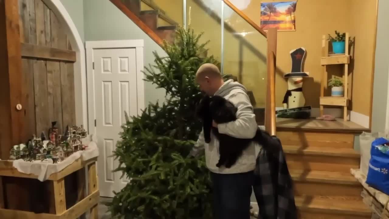 Christmas tree has to go