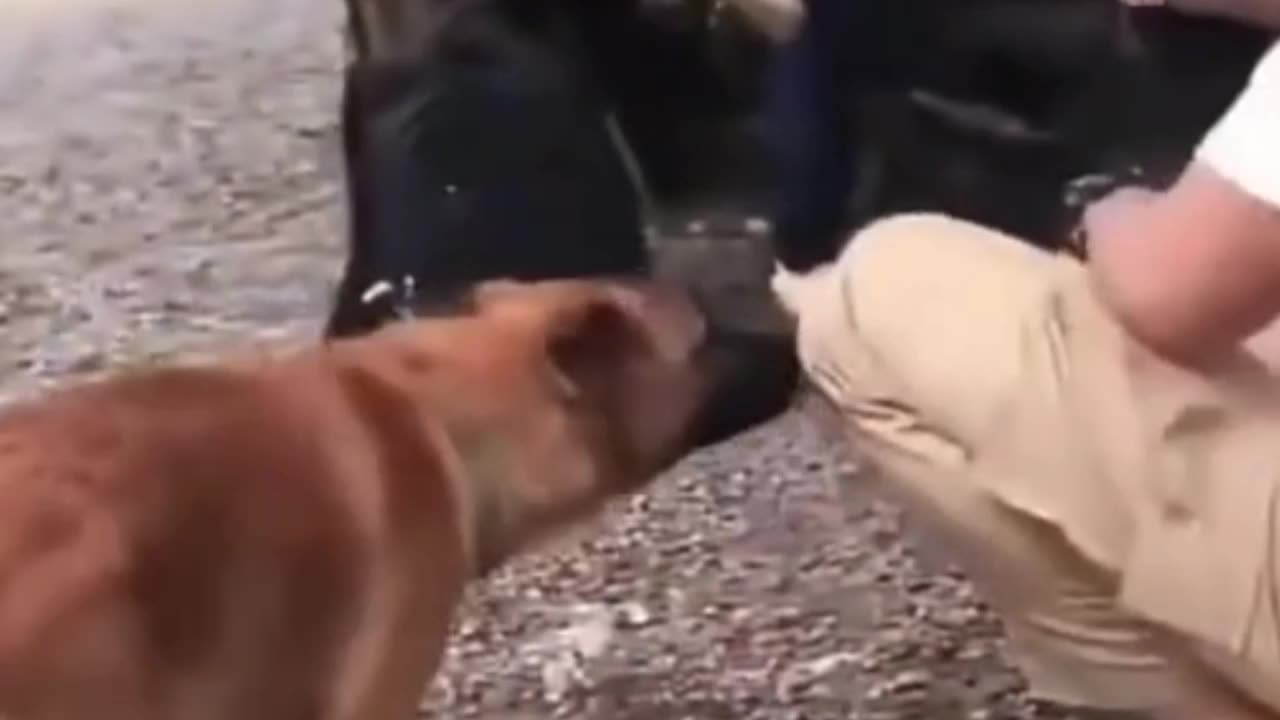 π€£π€£ funny catπ πΊ and dog ππΆ animal.ππ€£