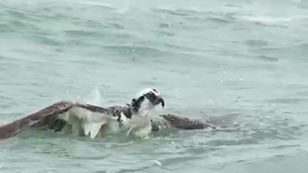 Eagle attack on fish