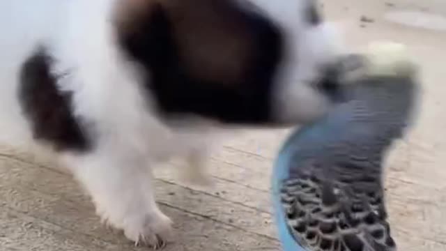 Dog Video