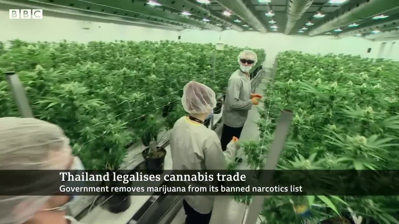 Thailand legalises cannabis growing and trade - BBC News