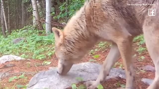 Rare Colored Wolf Caught on Camera