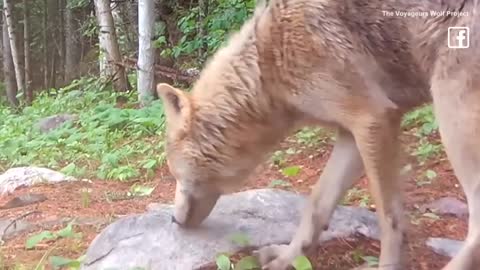 Rare Colored Wolf Caught on Camera