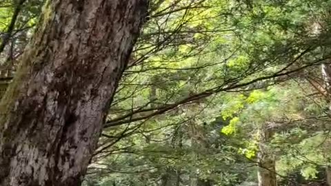 Monkeys on trees, Nagano, Japan