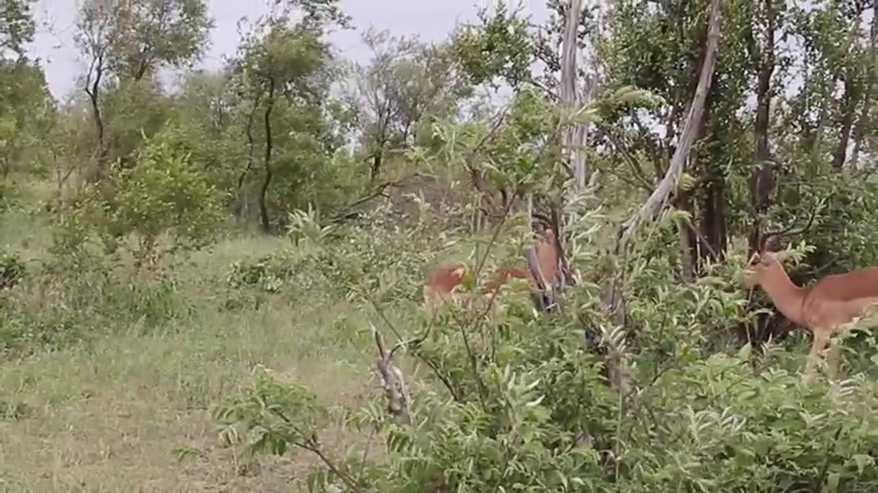 Impala rams Fighting