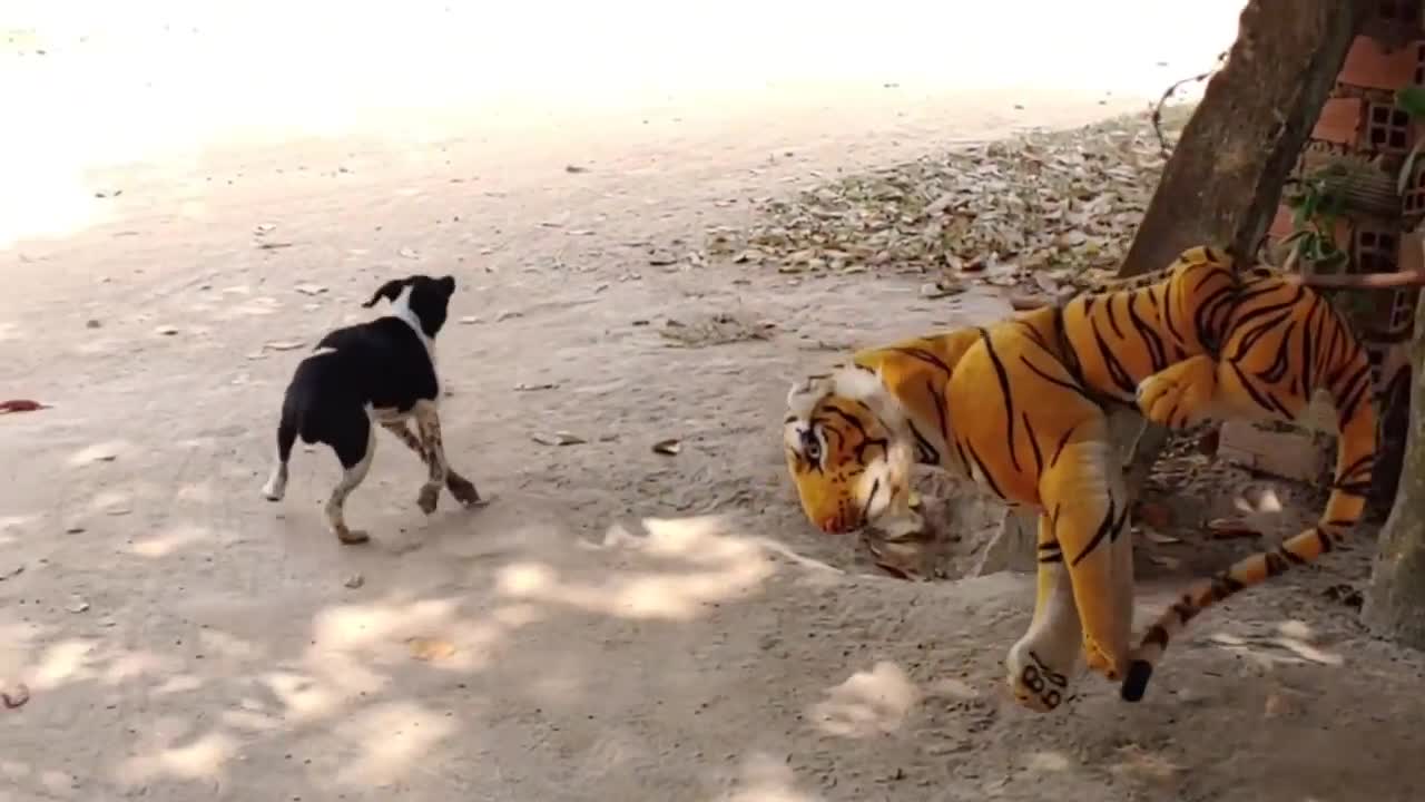 Wow Nice Fake Tiger Pranks Dog!!!