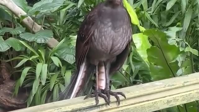 have you ever experienced a lyrebird's incredible mimicry talents?