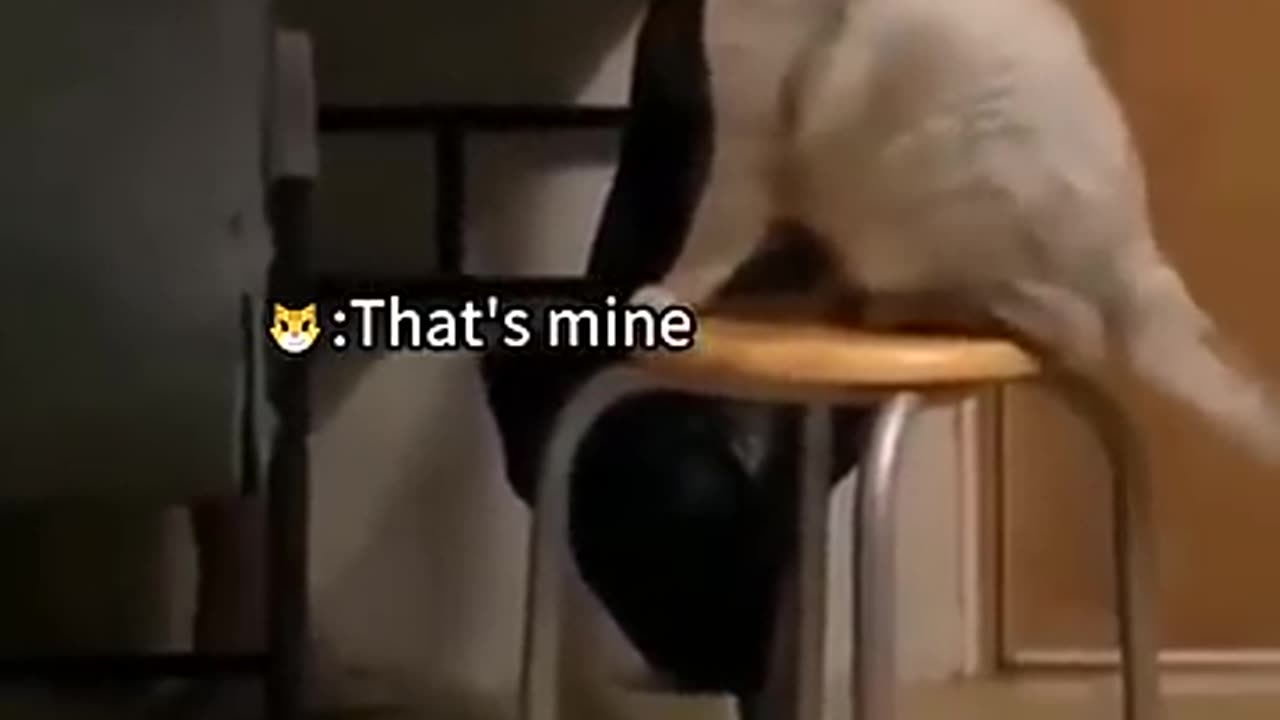 Funny cat video 🤣