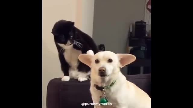 Cats and dogs funniest quarrel