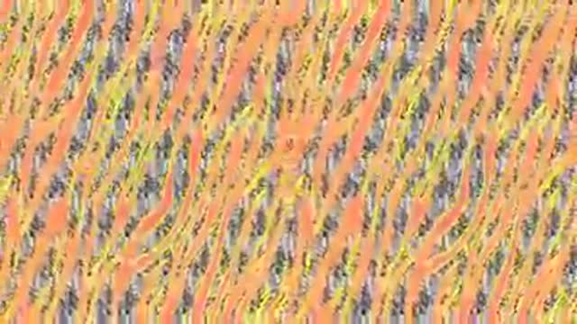 ROB STEVENS ZAG ZIG