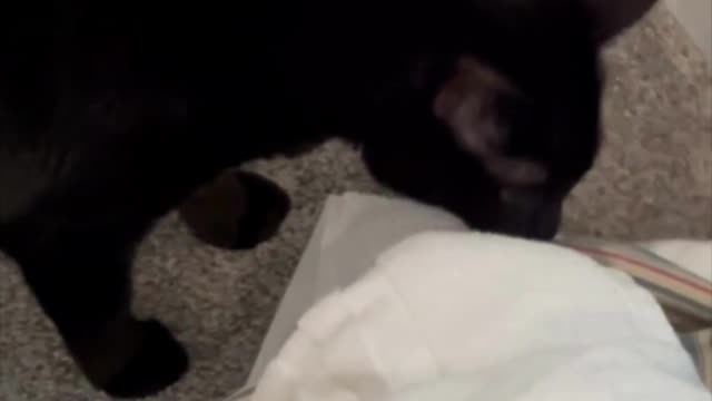 Adopting a Cat from a Shelter Vlog Cute Precious Piper Inspects the Wash #shorts