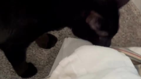 Adopting a Cat from a Shelter Vlog Cute Precious Piper Inspects the Wash #shorts