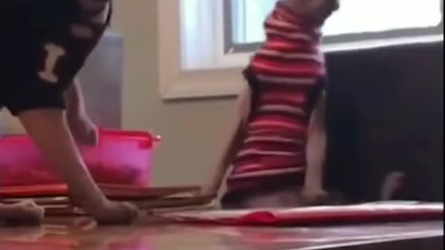 Funny animals, Cats, part 04