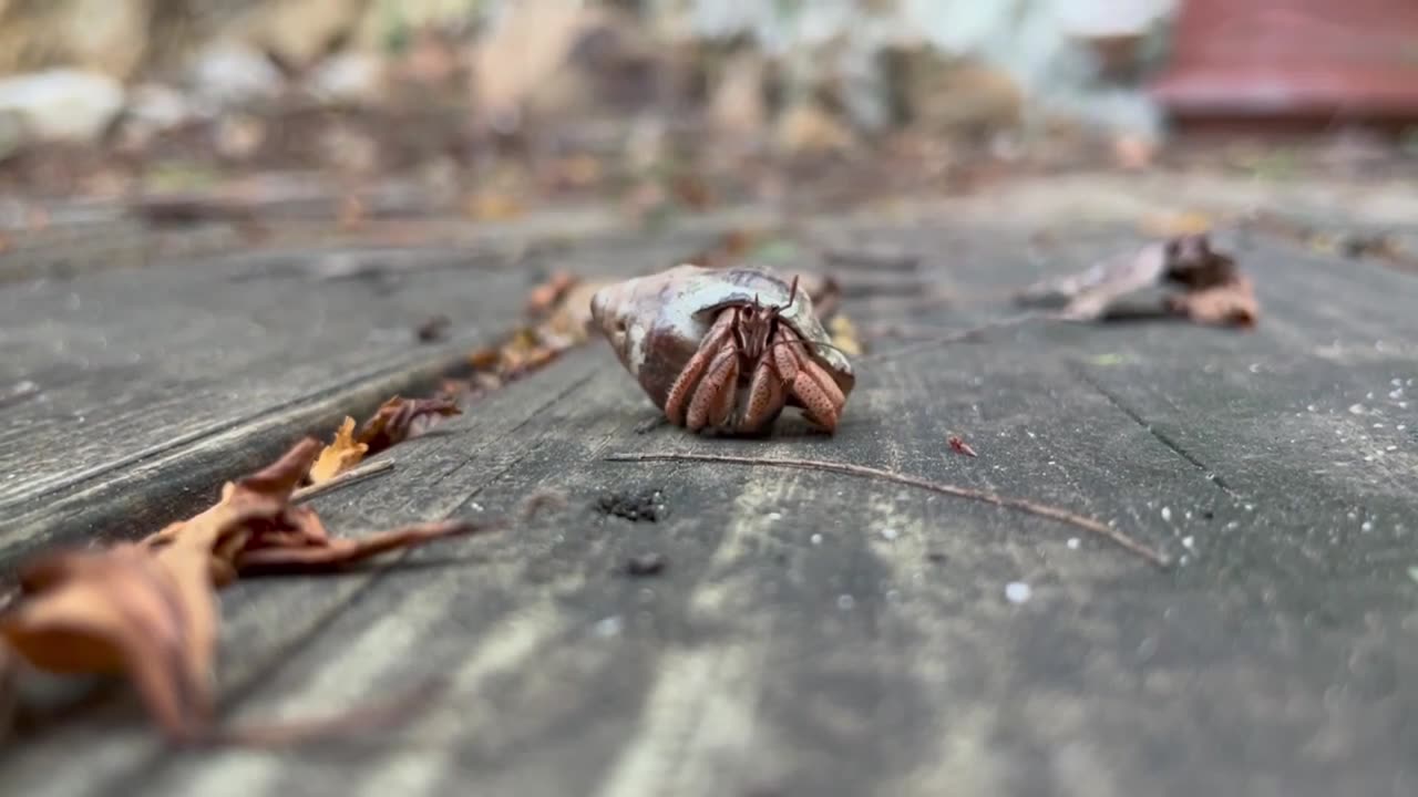 Kehidupan Hermitcrabs di alam sekitar,looking for food