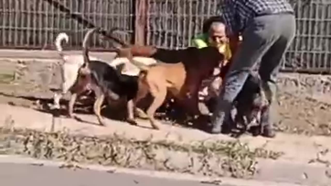 ATAQUE JAURIA PERROS